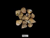 藏品(北海道玫瑰鐘螺)的圖片